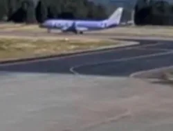 Anak Beruang Masuk ke Bandara Hanamaki Jepang, Operasional Penerbangan Sempat Dihentikan