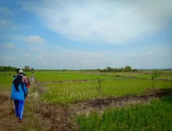 Mengelola Keseimbangan Padi Sawah Organik