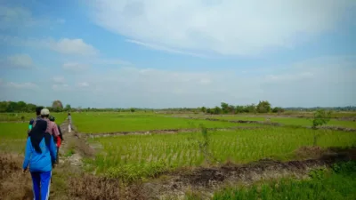 Padi Sawah Organik